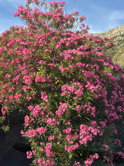 A dense, blooming oleander bush with vibrant pink flowers dominates the foreground of the image. The bush is lush with green leaves and tightly packed clusters of blossoms. In the background, a rugged, rocky hillside with sparse vegetation rises under a clear blue sky. The location is identified as Rijeka Reževići, Montenegro. There are no people or animals visible in the image. The scene appears to be outdoors, likely in a natural or semi-natural setting.