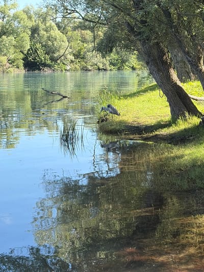 This image captures a serene natural landscape along a body of water in Vranjina, Montenegro. In the foreground on the right, a grey heron stands on a lush green grassy bank, positioned at the water's edge with its head bent towards the surface. Its reflection is clearly visible in the calm water directly below. A line of mature trees with rough bark and green foliage densely populates the right bank, with one tree featuring a visible rope loop attached to its trunk. These trees cast distinct shadows across the grass and into the water. The water body itself, likely a river or a part of Lake Skadar, ranges in color from light blue to a darker greenish-brown, reflecting the bright sky, distant trees, and the immediate bank, with gentle ripples disturbing the reflections. A fallen tree branch floats in the middle section of the water. The background reveals a distant bank covered in a dense expanse of green trees, extending towards the horizon under a bright, clear sky. The scene is illuminated by direct sunlight, creating sharp contrasts between illuminated areas and shaded regions.