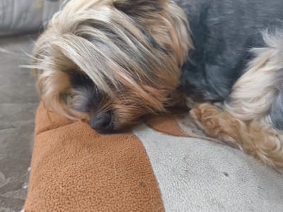 This close-up, eye-level shot captures a Yorkshire Terrier sleeping on a soft, textured surface. The dog's fur is a mix of dark grey and lighter blonde/tan tones, with the blonde hair obscuring much of its face. Its nose is visible, a dark black against the lighter fur. The dog appears relaxed and peaceful, its body curled up.
The sleeping surface is a cushion or pet bed with a dual texture: one side is a rough, tan-colored fabric with a raised, pebbly texture, while the other side is a cream-colored fabric with a looped terry cloth-like texture. There are some fine hairs scattered on both surfaces.
The background is slightly out of focus but appears to be a muted, neutral color, possibly a couch or wall. No specific time of day or weather conditions are discernible. The overall mood is one of quiet comfort and domestic tranquility. No text is visible in the image.