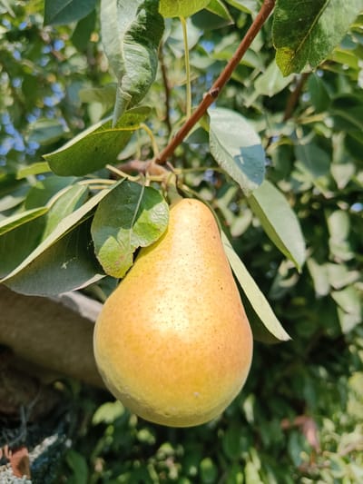 A close-up, eye-level shot captures a single, ripe pear hanging from a branch amidst lush green foliage. The pear, a warm golden-yellow with a faint blush of orange, is the central focus, its smooth skin dotted with tiny brown speckles. Sunlight dapples the fruit and leaves, creating highlights and shadows that add depth to the scene. Several large, ovate green leaves surround the pear, some partially obscuring it, others unfurling to reveal their textured surfaces. The background is a soft blur of more green leaves and a hint of bright blue sky peeking through. The image does not provide any information about the city of Қарасу, Kazakhstan.