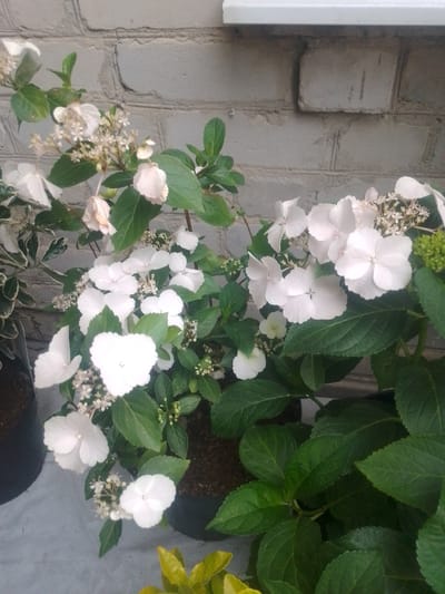 The image shows a cluster of white hydrangea flowers against a grey brick wall. The hydrangeas are in bloom, with some flowers fully open and others in bud. The leaves are a deep green. There are also some smaller, pinkish flowers visible among the white hydrangeas. The hydrangeas are planted in dark pots, which are partially visible at the bottom of the frame. A portion of a yellow leaf is visible in the lower right corner, suggesting another plant is nearby. The overall impression is of a lush, floral display. The scene is not explicitly located in Yessentuki, Russia.