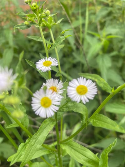 This is a close-up, eye-level, outdoor photograph of several small daisy-like flowers with yellow centers and white ray petals, growing amidst green foliage. The flowers are the primary subjects, with three in focus in the foreground and one partially visible to the left. The stems and leaves of the plants are detailed, with a slight blur in the background indicating a shallow depth of field. The lighting appears natural, suggesting it was taken during the daytime. There are no people or visible signs of human activity in the image. The environment is a natural setting, likely a field or garden, with abundant green vegetation. The location is identified as Novyi Tahamlyk, Ukraine, though this context is not visually discernible from the image itself.
