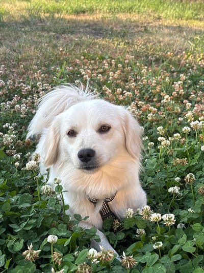A medium shot captures a fluffy white dog with brown eyes and a black nose sitting amidst a field of green clover and white and brown clover flowers. The dog's fur is light-colored, with longer hair around its face and ears. It wears a black and white patterned collar. The background consists of more clover, with a blur of green grass and dappled sunlight suggesting an outdoor, natural setting. The image appears to have been taken in Александровка, Russia.