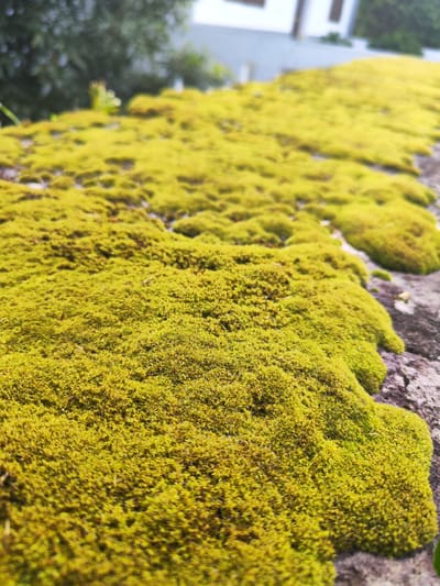 The image shows a close-up view of a stone wall covered with a thick layer of vibrant green moss. The moss appears to be thriving, with a dense, textured surface. The wall stretches out of focus towards the background. The location is potentially Ponta Delgada, Portugal. In the distant background, out-of-focus foliage and a building suggest an urban environment.