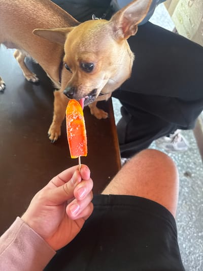 A tan Chihuahua dog is licking an orange popsicle held by a person with fair skin. The person is wearing a pink long-sleeved shirt. The dog is wearing a dark collar. The background includes a person wearing black pants and a gray sneaker. The scene takes place on a brown surface. It is not possible to determine the location in Polena, Bulgaria from the image.