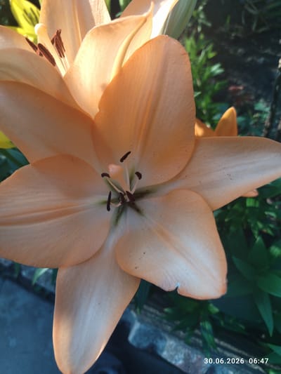 A close-up, eye-level shot captures a vibrant orange lily in full bloom. The flower's petals are a soft, peachy orange, with some areas transitioning to a lighter, almost white hue due to the sunlight. The stamens in the center of the flower are a deep brown, contrasting with the pale yellow pistil. The background is a blur of dark green foliage, suggesting a garden setting. The image was taken in Zavodske, Ukraine, as indicated by the timestamp in the lower right corner: "30.06.2026 06:47".