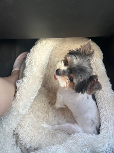 A small dog with black, white, and tan fur is nestled in a fluffy cream-colored pet bed. The dog's head is turned to the left, and its tongue is slightly visible. Part of a person's leg, wearing a pink slipper, is visible on the left side of the frame. The pet bed is positioned underneath a dark, flat surface, possibly a shelf or the underside of a seat. The overall environment appears to be indoors, and there is no indication of the city of Dagomys, Russia.