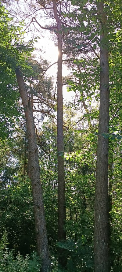 The image shows a sunlit forest scene with three fallen tree trunks. The trunks are oriented horizontally, running across the frame, and appear to be lying on the forest floor amidst lush green foliage. The sun is shining through the trees, creating bright spots and casting dappled light. The leaves are vibrant green, suggesting it is springtime or summer. The scene is peaceful and natural, with no people or specific man-made objects visible, apart from a small green tag tied to the middle tree trunk. The time of day appears to be late afternoon, given the angle of the sunlight. The location context of Edelsfeld, Germany, implies a temperate climate and a typical European forest environment.