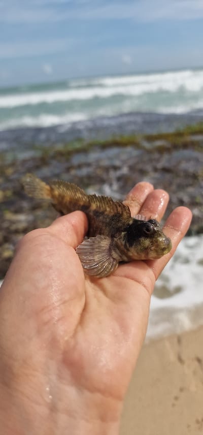 A close-up shot shows a person's hand holding a small, brown and black fish. The fish is facing upwards and towards the left, with its mouth slightly open and its eyes visible. Its fins are spread out, with the pectoral fins appearing translucent and fan-like. The fish has a rough, scaled texture and appears wet. The hand holding the fish is also wet, with sand clinging to its surface.

In the background, out of focus, is a body of water with gentle waves breaking on a sandy shore. The water transitions from a bright turquoise near the shore to a darker blue further out. The shore itself appears sandy and light brown, with some darker patches indicating wet sand or rocks. The scene suggests a natural coastal environment, likely a beach. The lighting indicates it is daytime, with the sun illuminating the scene and creating highlights on the water and the hand. The overall impression is one of a casual discovery during a visit to the coast. No text is visible in the image.
