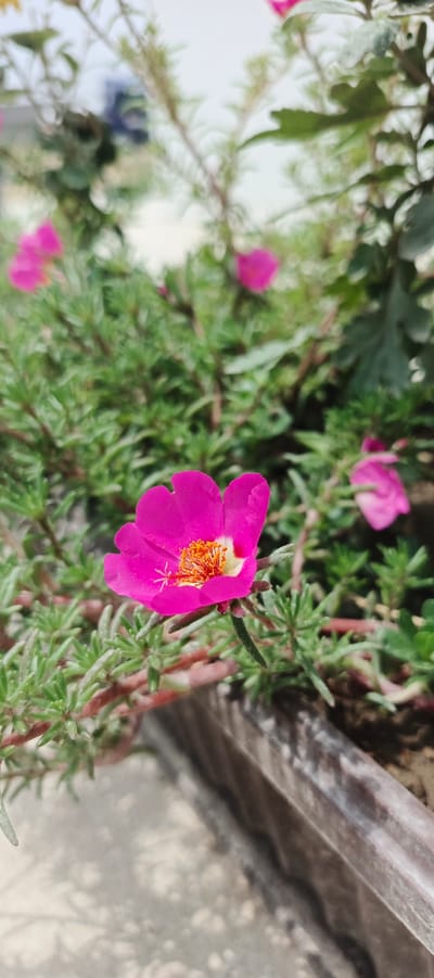 In Mehrabad, Uzbekistan, a close-up shot captures a vibrant fuchsia-pink Portulaca grandiflora flower in sharp focus, its delicate petals unfurling. The flower's center features a cluster of bright orange stamens with a white stigma. The bloom is situated amidst a bed of lush, green, succulent-like foliage, with hints of reddish stems visible. In the background, other pink Portulaca flowers are softly blurred, as are the branches of a larger plant and the bright sky. The foreground is dominated by a weathered, dark-colored planter box, partially filled with soil, and a dappled shadow pattern on the ground suggests sunlight filtering through the plants. The image is vertically oriented, emphasizing the flower and its immediate surroundings.