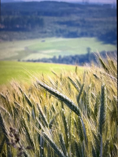 The image displays a close-up view of ripe wheat stalks in a field, with a blurred landscape in the background. The wheat, predominantly green with hints of yellow, suggests it is nearing harvest. The stalks are detailed, showing individual grains and their characteristic awns, which are long and spiky. The background features a soft-focus rendering of a green field adjacent to a dark, vertical blur that could represent trees or a forest.
The lighting appears to be natural sunlight, casting highlights on the wheat and suggesting it is daytime. The scene evokes a sense of rural tranquility and the bounty of nature. The location context of Bad Berleburg, Germany, places the image in a region known for its agricultural landscapes. There is no visible text in the image. The activity, if any, is implied by the state of the wheat – growth and ripening in a field. The focus is on the textures and natural beauty of the agricultural setting.