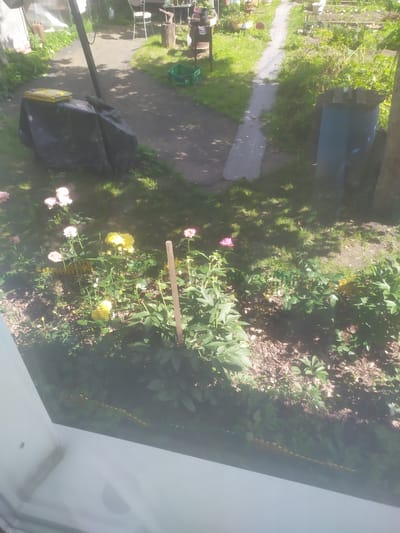 A medium-shot image captures a backyard garden area in Yälgelyevo, Russia, during the daytime. The foreground is dominated by a white ledge, obscuring the bottom portion of the scene. Beyond the ledge, a garden unfolds, featuring various flowering plants, predominantly pink and yellow roses, interspersed with green foliage. A wooden stake stands vertically amidst the flowers. The midground reveals a paved pathway winding through the garden, bordered by grass and trees. To the left, a black tarp covers an object, topped with two yellow packages. In the background, a blue barrel is visible, and further back, a greenhouse structure can be observed, alongside other garden elements and a chair. The scene is illuminated by natural sunlight, casting shadows on the ground.