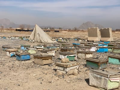 This image depicts an apiary in Nakhonay, Afghanistan, set within an arid, dusty, and rocky landscape. Numerous weathered wooden beehives, varied in color including natural wood, blue, and green, are scattered across the foreground and midground. Many beehives exhibit fabric or plastic coverings secured by rocks. A large, light-colored canvas tent, partially collapsed, stands in the midground to the left. To the right, two substantial concrete barriers are vertically positioned. In the distance, rows of solar panels are visible, alongside sparse vegetation and rugged mountains beneath a hazy, pale sky. No individuals are present in the scene.
