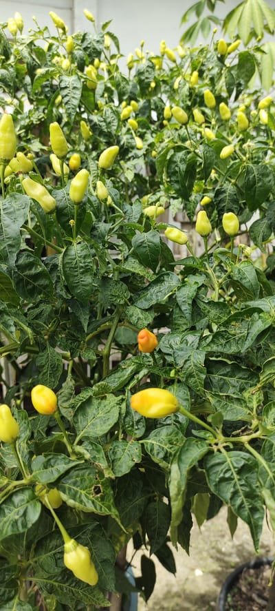 A close-up, eye-level, vertical outdoor photograph captures a chili pepper plant laden with numerous immature green peppers and a few ripe yellow and orange peppers. The plant's dark green, crinkled leaves fill most of the frame, with some leaves showing signs of minor damage. The background is blurred, suggesting the plant is in Langnibong, Indonesia, where it is likely growing in a garden or pot. The lighting is natural and even, providing clear visibility of the peppers and foliage. No people are visible in the image, and the overall scene is still and uneventful.