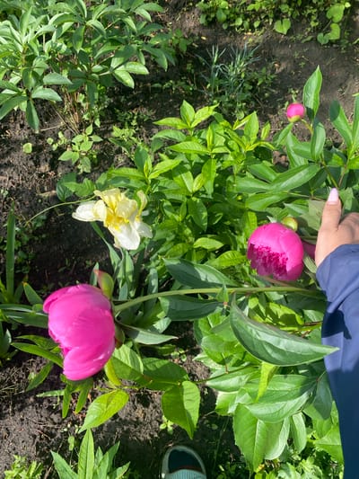 The image presents a ground-level view of a garden bed in Ihnatpil, Ukraine, under direct sunlight. The scene is predominantly green, with various plants and flowers emerging from dark, moist soil.
In the mid-ground, a large, vibrant fuchsia-pink peony flower is in the process of opening on the left, displaying numerous tightly packed petals. To its right, another similarly colored, but mostly closed, fuchsia-pink peony bud is present, partially held by a human hand. A smaller, tightly closed pink peony bud is visible further back on the upper-right amidst dense green foliage. The peony plants exhibit lush, deeply lobed, bright green leaves.
Towards the upper-center-left, a single yellow and white iris flower is partially unfurled, revealing its distinctive petal structure and yellow accents. Various other smaller green plants, including weeds and ground cover, grow sparsely across the dark soil, which appears rich and somewhat clumpy.
On the right side of the image, a human hand with light skin and light pink-to-lavender manicured fingernails is gently interacting with the larger, developing peony bud. Below the hand, a section of a navy blue fabric sleeve, likely from a jacket, is visible. At the very bottom right corner, the front tip of a shoe, possibly a sneaker with green/teal and white details, is visible. Shadows from the foliage and subjects are clearly defined on the ground, consistent with bright overhead lighting.