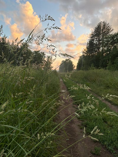 The image depicts a rural dirt road winding through lush green vegetation and tall grasses, with a few droplets of water visible on the grass blades, suggesting recent rain or dew. The scene is illuminated by the soft, warm light of either sunrise or sunset, casting a golden hue on the scattered clouds in the pale blue sky. Trees line the sides of the road, forming a dense treeline in the background. The perspective is low, with the foreground dominated by tall grasses and seed heads, creating a sense of depth and natural beauty. The location is identified as Nord SNT, Russia.