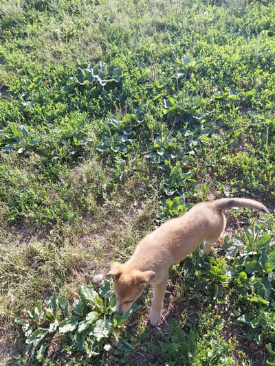 The image shows a light brown puppy standing in a grassy area with various green plants, some of which have seed stalks. The puppy is facing downwards, appearing to sniff the ground. The lighting suggests it is daytime, with sunlight casting shadows on the grass. The overall environment appears to be a natural outdoor space, possibly a park or a field. There is no indication of an urban setting or specific landmarks that would place it in the city of Oskemen, Kazakhstan.