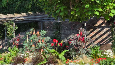 The image depicts a vibrant garden scene in the city of Ulm, Germany. In the foreground, a diverse array of plants thrives under the dappled sunlight. Various flowers in shades of red, orange, and white are interspersed with lush green foliage and ornamental grasses. Prominent among the plants are large, star-shaped leaves of what appear to be castor bean plants, some with deep burgundy hues and others in a lighter green. Tall stalks of red flowers rise from the center of the garden. Behind the flowerbeds, a weathered brick wall serves as a backdrop, its texture and color enhanced by the diagonal shadows cast by an overhead structure. This structure, a pergola, is composed of metal beams supporting wooden planks, suggesting an outdoor seating or dining area. Green ivy and other climbing plants adorn the wall and parts of the pergola, adding to the natural, overgrown aesthetic. The overall impression is one of a well-tended, yet wild and abundant garden, bathed in warm sunlight.