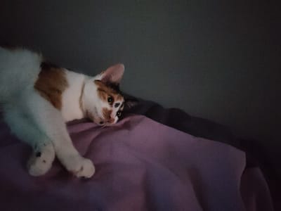 This is a close-up, low-light photograph of a calico cat lying down. The cat is predominantly white with patches of brown and black. It is resting on a soft, purple surface, possibly a blanket or cushion. The cat's head is turned to the right, with its eyes open and looking slightly downwards. Its front paws are visible and extended forward.
The background is dark and indistinct, suggesting the photograph was taken indoors in dim lighting, likely at night or in a poorly lit room. The overall mood is calm and peaceful, with the cat appearing relaxed and comfortable. There are no visible people, text, or specific location cues within the frame to indicate weather or precise time of day beyond it being dark. The image focuses solely on the cat and its immediate surroundings.