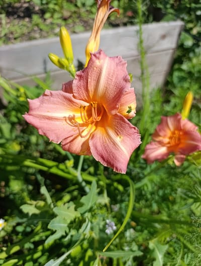 This is a close-up, outdoor photograph of two pink and orange daylilies in bloom, situated in a garden in the city of Ivanovka, Russia. The foreground is dominated by a large, fully opened daylily with ruffled petals in shades of pink and orange. Its stamens and pistil are clearly visible and appear bright yellow. To the right, slightly out of focus, is another daylily, also in bloom, exhibiting a similar color palette. In the upper left quadrant of the image, two green, unopened daylily buds are prominent, alongside a dried, brown, spent flower stalk. The background consists of lush green foliage, with some out-of-focus elements suggesting a garden setting. The sunlight casts shadows, indicating a bright, daytime scene. No people are present in the frame.
