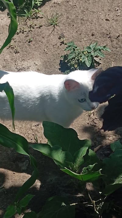 In Baksan, Russia, two cats are outdoors on a dirt path surrounded by greenery. A white cat with light blue eyes faces left, its body fully visible. To its right, a black cat is partially visible, its head in profile and turned towards the white cat. Both cats appear to be interacting. The ground is a mix of soil and dried leaves, with some small green plants growing. Large green leaves from what appear to be eggplant plants are in the foreground and to the right. The scene is illuminated by sunlight, casting shadows on the ground.