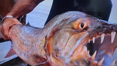 The media file shows a close-up of a person holding a large, sharp-toothed fish. The fish has an elongated body with scales, a prominent eye with an orange iris and dark pupil, and a wide-open mouth revealing multiple sharp, pointed teeth. The person's arm, wearing a silver bracelet, is visible gripping the fish. The background is out of focus, suggesting an outdoor setting. The lighting appears to be natural, indicating daytime. There is no visible text in the media file. The scene likely depicts a fishing activity or the display of a caught specimen. The emotion conveyed is one of awe or perhaps apprehension due to the fish's formidable appearance.