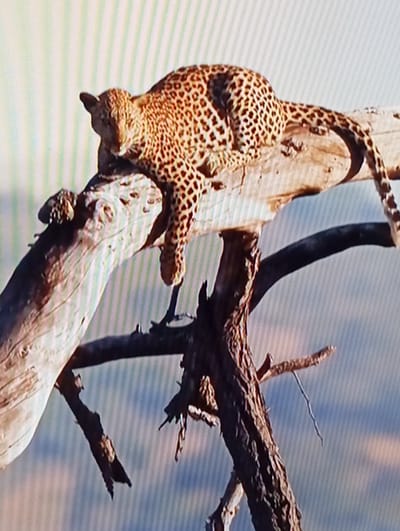The media file depicts a leopard climbing on a dead tree trunk. The leopard is a medium-sized wild cat with a spotted coat, and it is positioned in a way that suggests it is descending the tree headfirst. Its body is coiled around the trunk, and its paws are gripping the bark for support. The tree appears old and weathered, with rough bark and broken branches. The background is a blur of blue and white, possibly indicating a sky or a distant landscape.
The activity captured is the leopard's movement, showcasing its agility and climbing skills. The lighting suggests it might be daytime, with the sun illuminating the scene. There are no visible signs of human presence or any text within the frame. The overall impression is one of a wild animal in its natural habitat, demonstrating its ability to navigate its environment.
Given the location context of Chachersk, Belarus, this could be a leopard in a zoo, wildlife park, or a very unusual sighting in the wild, as leopards are not native to Belarus. However, without further information, it's impossible to definitively determine the exact location or circumstances beyond what is visually presented.
