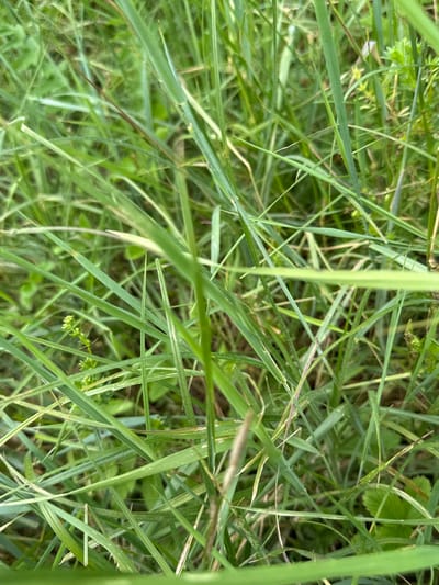 The image is a close-up, high-angle shot of dense green grass. The grass is a mix of different lengths and textures, with some blades appearing wider and flatter, while others are thinner and more reedy. There are hints of other vegetation interspersed within the grass, such as small leaves and possibly tiny flowers, but they are largely obscured by the dominant grass. The lighting suggests an outdoor environment, likely during the daytime, with soft light illuminating the scene. The focus is on the texture and layered appearance of the grass. The scene is devoid of any human presence or identifiable man-made objects. The background is a blur of more green vegetation, indicating a natural, overgrown setting. The image is suitable for use as a background or illustrative element for themes related to nature, growth, or natural environments.