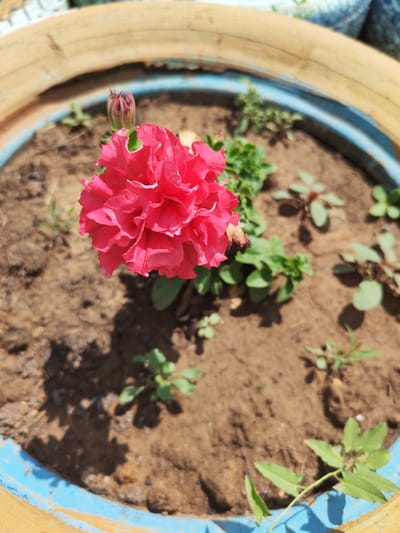 A close-up, overhead shot captures a vibrant pink flower blooming in a planter. The flower, with its ruffled petals, is the main subject, positioned slightly off-center to the left. Several small green seedlings are scattered around the flower in the dry, brown soil. The planter itself is visible around the edges, with a thick, textured rim that appears to be made of concrete and painted blue and yellow. The scene is lit by natural daylight, casting shadows on the soil. The image was taken in the city of Rassvet, Russia.