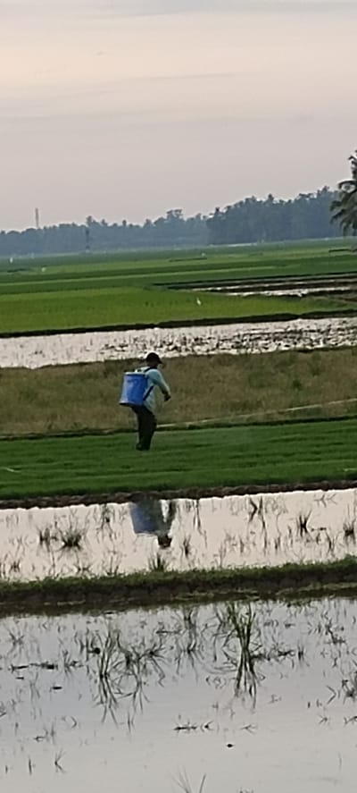 A person walks across a field of green grass with a large blue sprayer on their back. In the background, there are more green fields and a line of trees. The sky is hazy and light gray. There is a body of water in the foreground that reflects the sky and the person. The image was taken in Blangmajron, Indonesia.