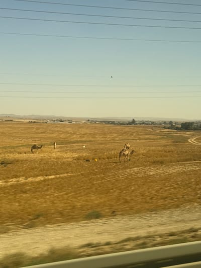 The image depicts a vast, arid landscape in the vicinity of Arad, Israel. The scene is dominated by dry, golden-brown vegetation, suggesting a desert or semi-arid environment. In the middle ground, a small herd of camels is visible, with several of them grazing or standing in the field. Some white and yellow objects, possibly litter or markers, are scattered across the landscape. In the background, a town or settlement can be seen, with buildings and vegetation. The sky is clear and blue, with power lines stretching across the frame, indicating the presence of infrastructure. The foreground is blurred, suggesting the image was taken from a moving vehicle.