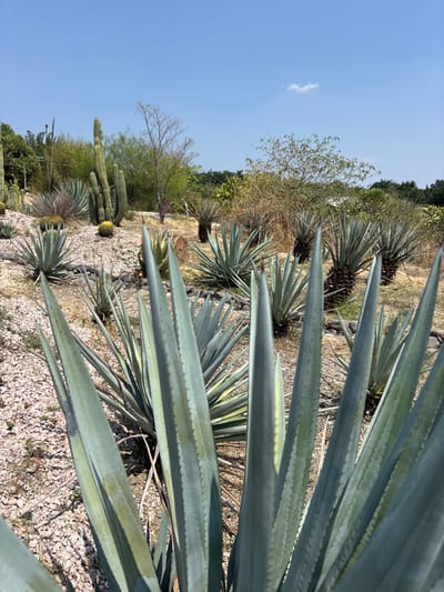 The image shows a field of agave plants in Tehuixtla, Mexico, interspersed with cacti and other arid plants. The ground is covered with light-colored gravel. The plants vary in size and arrangement. A clear blue sky is visible in the upper left corner.