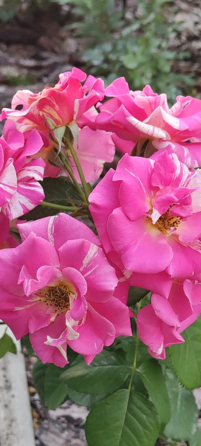 This media file displays a close-up, vertical, outdoor shot of a cluster of bright pink roses with white and yellow streaks. The roses are the primary subjects, with their petals filling most of the frame. Some of the roses are fully open, revealing their stamens, while others are in various stages of bloom, with some buds visible. The flowers have a variegated appearance due to the distinct pink, white, and yellow coloration on their petals. The background is softly blurred, showing hints of green foliage, tree bark, and possibly some stone or concrete elements, suggesting a garden or outdoor setting. The lighting appears natural, indicating it could be daytime with overcast or soft sunlight, as there are no harsh shadows. The overall mood conveyed is one of natural beauty and the vibrancy of blooming flowers. There is no visible text in the media file. The location context provided is Supsekh, Russia.
