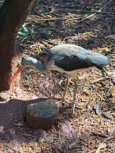 In Foz do Iguaçu, Brazil, a juvenile White Ibis is foraging near a tree trunk. The bird has light grey downy feathers on its head and neck, and dark grey plumage on its back and wings. Its long, curved, orange beak probes the wet, reddish-brown soil. In the foreground, a small, dark tree stump sits on the ground. The environment is a naturalistic enclosure, likely within a zoo or sanctuary, with a ground covered in mulch, wood chips, and scattered leaves. The lighting suggests it is a sunny day, with dappled sunlight falling on the scene.