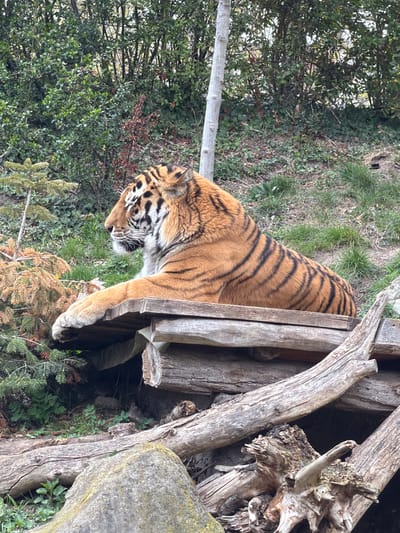 A Bengal tiger is lying on a wooden platform inside its enclosure. The enclosure is located in the Leipzig Zoo, Germany. The tiger is lying on its side, with its head and front paws resting on the edge of the platform. The tiger's orange fur is visible, as are its black stripes. The platform is surrounded by trees and plants.