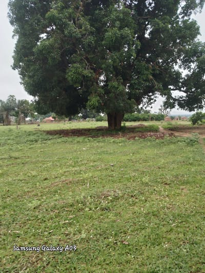 This image depicts a rural landscape in Doka-Tofa, Nigeria, dominated by a large, mature tree in the foreground. The tree has a thick trunk and a sprawling canopy of green leaves, casting a shadow over the surrounding area. The ground is covered with short, green grass, interspersed with small white flowers and some fallen leaves. In the middle ground, there are several small, circular huts with thatched roofs, characteristic of traditional Nigerian architecture. A faint path can be seen leading between the huts. The background shows a cluster of trees and vegetation, with a hazy sky suggesting either an overcast day or a distant horizon. The overall scene conveys a sense of peaceful, rural life, with no people or animals visible in the frame. The bottom left corner of the image contains a watermark that reads "Samsung Galaxy A03".