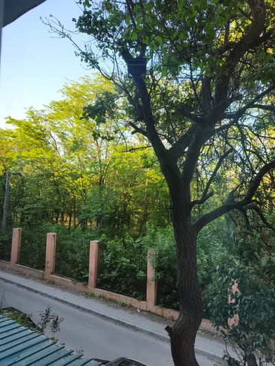 The image depicts a street scene in Sokolivske, Ukraine, bathed in the warm glow of either early morning or late afternoon sunlight. A mature tree with dark, textured bark dominates the foreground, its branches reaching out and dappled with green leaves. Behind the tree, a verdant forest stretches out, dense with lush foliage.
A low wall, topped with a black metal fence, separates the road from the wooded area. The wall is constructed of light brown, rectangular blocks, with intermittent, wider, peach-colored pillars that appear to be part of its structure. Some graffiti marks are visible on these pillars.
The road in the foreground is paved and appears to be a quiet street, with no vehicles or people actively visible on it. In the lower left corner, a section of a teal, corrugated metal roof is visible, suggesting the viewpoint is from a building overlooking the street. The sky above is a clear, pale blue, indicating fair weather. The overall impression is one of a peaceful, somewhat rustic, urban edge, where nature encroaches upon the developed landscape.