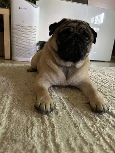 A pug dog is lying on a cream-colored rug. The dog has tan fur with black markings on its face. The pug is facing forward, with its head slightly tilted. In the background, to the left of the dog, is a tall, white air purifier with a perforated front panel. Behind the air purifier, a portion of a wooden shelf is visible. To the right of the dog, a large, white reflective surface is present, possibly a wall or furniture. The lighting in the image is natural, casting soft shadows. The scene appears to be indoors. The city of Kildinstroy, Russia is not depicted in this image, nor is there any indication of its location.