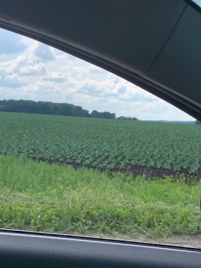 The image shows a vast, green field of crops, likely soybeans, stretching towards a treeline in the distance under a cloudy sky. The perspective suggests the photo was taken from inside a vehicle, with the dark interior of the car visible in the foreground and along the top edge of the frame. The crops are densely planted and appear healthy, with rows discernible in the foreground. A strip of taller, wilder grass separates the cultivated field from the edge of the road or path from which the photo was taken. The overall scene is rural and agricultural, with no indication of urban infrastructure or activity. The location is identified as Sudak, Russia, which is a city on the Crimean Peninsula known for its vineyards and agricultural output.