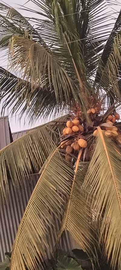 This is a close-up, eye-level, vertical, medium shot of a coconut palm tree in Beurandang, Indonesia. The palm tree's fronds dominate the frame, with clusters of ripe coconuts visible amongst the leaves. The coconuts are a golden-yellow color. In the background, a corrugated metal building is visible on the left side of the image. The sky appears overcast or hazy. The scene is static with no visible people or animals.