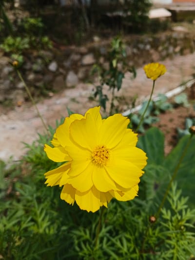 The image presents a close-up, brightly lit outdoor scene featuring a vibrant yellow flower as the central subject. This flower, likely a variety of Cosmos, is in sharp focus and dominates the lower center of the frame, displaying numerous layered petals and a textured, golden-yellow center. Some petals show a subtle reddish-brown tint along their edges.

Surrounding the main flower and extending into the foreground and midground is rich green foliage, with some leaves exhibiting fine, fern-like structures. In the soft, blurred background to the right, another smaller, out-of-focus yellow flower is visible, along with additional green vegetation. The distant background consists of muted tones of brown earth or soil and indistinct blurry elements, possibly indicating more distant plants or structures.

The lighting is bright and natural, suggesting a sunny daytime setting without harsh shadows, implying clear weather conditions. The scene captures the tranquility and beauty of nature. No specific activity or event is taking place other than the static presence of the flowers. There is no visible text within the image. This natural setting is located in Kainantu, Papua New Guinea.