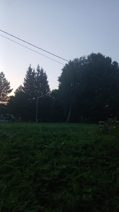 The image depicts an outdoor scene at dusk, possibly in Ivankino, Russia. The foreground is dominated by dark green, lush grass and foliage. In the midground, several large trees are silhouetted against a pale, hazy sky. Two prominent evergreen trees stand in the center-left, with a large deciduous tree to their right. A power line stretches diagonally across the upper portion of the image. A utility pole is visible behind the evergreen trees. The background is obscured by dense trees, suggesting a natural or semi-rural setting. No people or animals are visible in the frame. The overall lighting indicates it is either early morning or late evening.