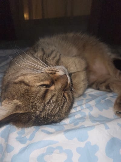 A close-up photograph shows a tabby cat lying on a bed. The cat is positioned on its back, with its head resting on a blue and white floral patterned sheet or blanket. The cat's eyes are closed, and its whiskers are prominent. The background is dark and indistinct. There is no information that it is in the city of Beverwijk, Netherlands.