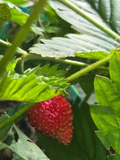 The image shows a close-up of a ripe strawberry nestled amongst its green leaves and stems. The strawberry is a vibrant red, with numerous small seeds visible on its surface, and it appears plump and juicy. The leaves are a deep green, with visible veins and serrated edges. Some leaves are slightly translucent, allowing light to pass through. The overall scene is one of natural growth and ripeness, suggesting a garden or agricultural setting. The lighting appears to be natural daylight, casting subtle shadows and highlighting the texture of the fruit and foliage. There is no visible text in the image. The context provided places this scene in Frolovo, Russia.