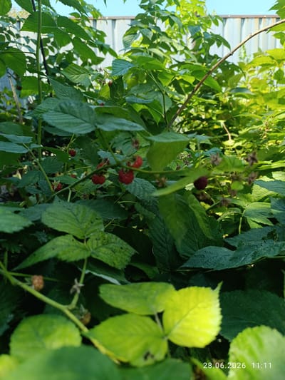 The image is a close-up of a raspberry bush with ripe red raspberries visible amongst green leaves. In the background, a corrugated metal fence and some foliage are present, suggesting an outdoor setting. The lower right corner of the image has a timestamp: "28.06.2026 11:11". The location is specified as Qaskeleñ, Kazakhstan. There are no people or animals in the image.