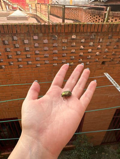 A hand with pale skin and light blue-painted fingernails is held open, displaying a metallic green beetle on its palm. The beetle is positioned slightly off-center, facing towards the right. The background features a brick wall with a distinctive pattern of horizontal and vertical bricks, creating rectangular openings. To the left of the brick wall, a metal fence and some red structures are visible, possibly part of a building or an outdoor staircase. Overhead, a clothesline with several hanging wires stretches across the frame. The scene suggests an outdoor setting, likely during daylight given the illumination. The image is oriented vertically. There is no visible text.