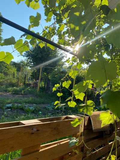 This is a photograph taken in Pervomaisk, Ukraine, depicting a sun-drenched backyard scene. In the foreground, a weathered wooden structure, possibly a fence or planter box, made of stacked wooden pallets, dominates the lower portion of the frame. A doormat with a patterned edge is affixed to the top of this structure.

Dominating the upper half of the image are lush green grape leaves and vines, illuminated by the bright sun. Sunlight streams through the leaves, creating lens flares and casting dappled shadows. Tiny, unripe green grapes are visible on some of the vines.

In the background, a garden bed with young plants, likely vegetables, stretches across the mid-ground. Beyond the garden, a rustic fence, some wooden posts, and dense foliage of trees and bushes create a sense of depth. A bright yellow pole, part of what appears to be a support structure for the grapevines, stands out against the greenery. The sky above is a clear, bright blue, indicating a sunny day. The overall impression is one of a rural or semi-rural setting during summertime. No people are visible in the image.