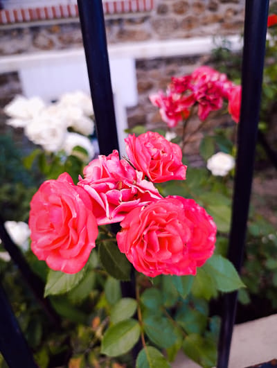 A close-up, low-angle shot captures a cluster of vibrant pink roses in bloom. The roses are the primary subjects, with their velvety petals in varying shades of deep pink and fuchsia. Some of the roses are fully open, revealing their intricate layers, while others are still budding. Green leaves and stems are visible, interspersed among the flowers. Behind the roses, a black metal fence runs vertically, partially obscuring the background. In the background, out of focus, are white roses and a stone wall with a brick-like pattern above it. The lighting suggests it is daytime, possibly late morning or early afternoon, with soft light illuminating the flowers. The scene appears to be a garden setting, perhaps in a residential area or park. There is no text visible in the image. The overall mood is serene and showcases the beauty of nature.