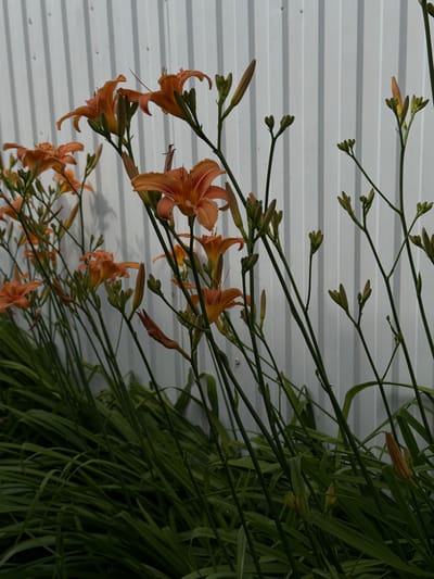 This is a vertical, eye-level shot of orange daylily flowers and buds blooming against a backdrop of a white, ribbed metal surface, likely a wall or siding. The lighting suggests it's daytime, possibly late afternoon or early morning, as there are soft shadows cast on the ribbed surface. The flowers themselves are a vibrant orange, with some showing their full bloom and others still in bud. The foliage is a deep green and appears lush. The scene is outdoors, given the natural light and plant life. There is no text visible in the image. The overall mood is natural and peaceful, showcasing the beauty of the blooming flowers. The location is specified as Ilyichbetovo, Russia.