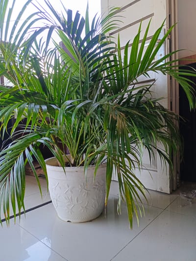 A potted Areca palm with lush green fronds sits on a tiled floor next to a white door. The plant, in a white decorative pot, is well-lit by natural light. The background shows a door frame with a white door, and the floor is tiled with light-colored squares. The setting appears to be an indoor or semi-outdoor space, possibly a veranda or patio area. No people are present in the image. The overall impression is one of a healthy, well-maintained houseplant. The location in Bireuenmeunasahdayah, Indonesia, suggests a tropical or subtropical environment, which is suitable for this type of palm.